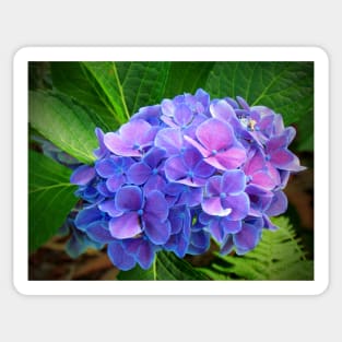 Bluish Purple Hydrangea Sticker